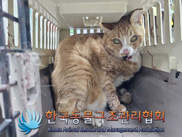 한국동물구조관리협회_441560202400172